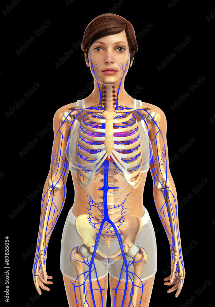 3d rendered illustration of female heart anatomy 3d rendered illustration of female heart anatomy