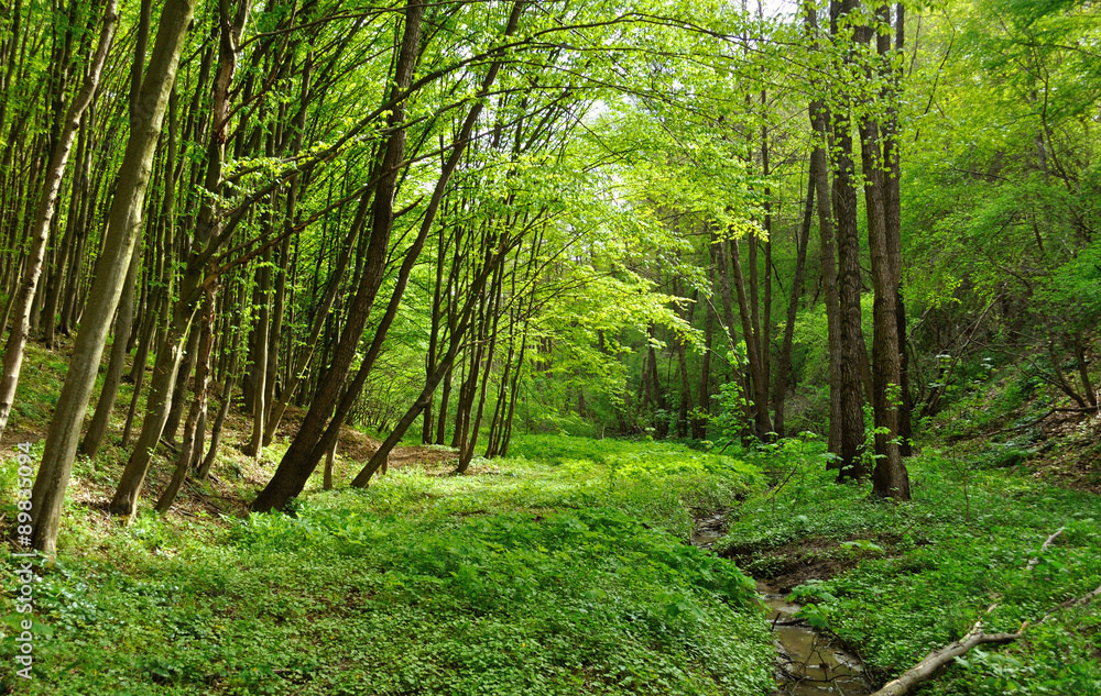 stream in the forest stream in the forest