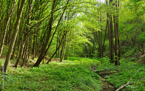 stream in the forest