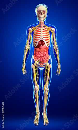 Male skeleton with nervous and digestive system artwork © pixdesign123