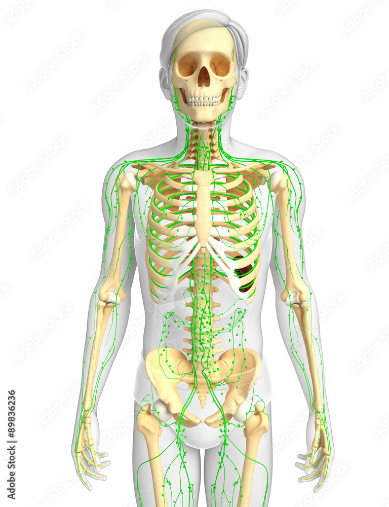 Lymphatic system of Male skeleton artwork