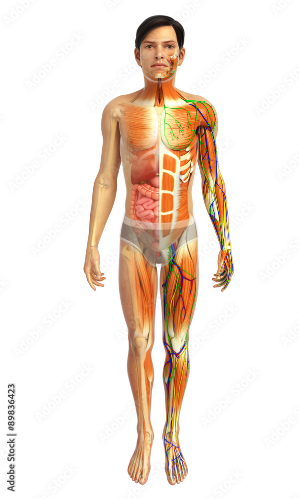 3d rendered illustration of male digestive system 