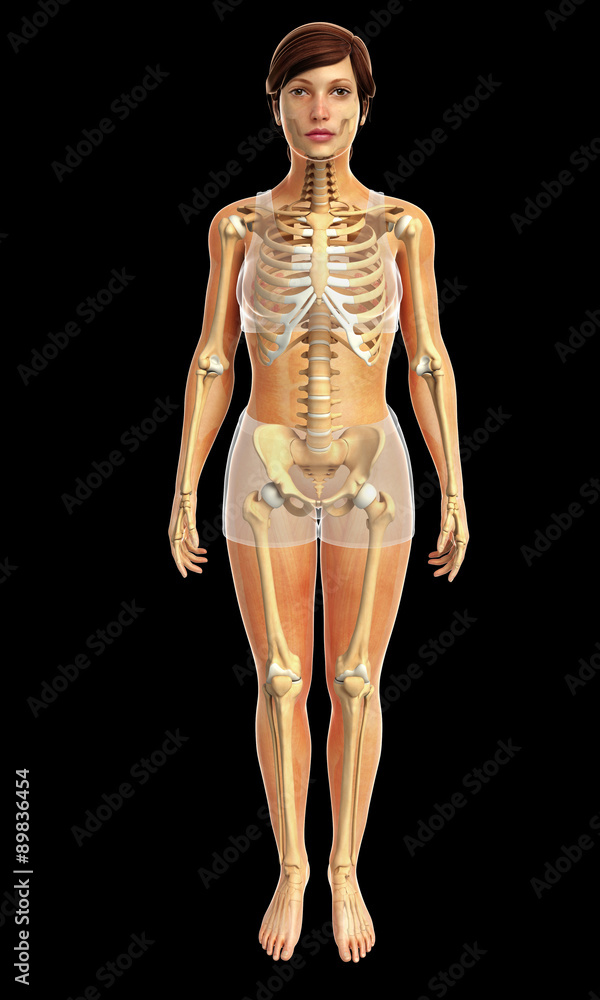 3d rendered illustration of female body anatomy 3d rendered illustration of female body anatomy