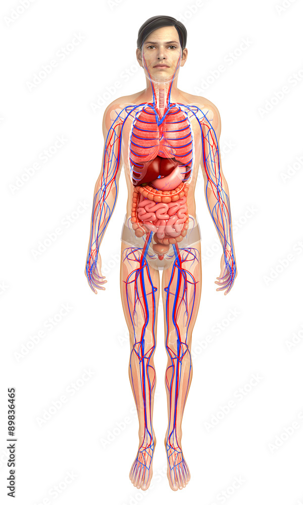 3d rendered illustration of male digestive system 3d rendered illustration of male digestive system