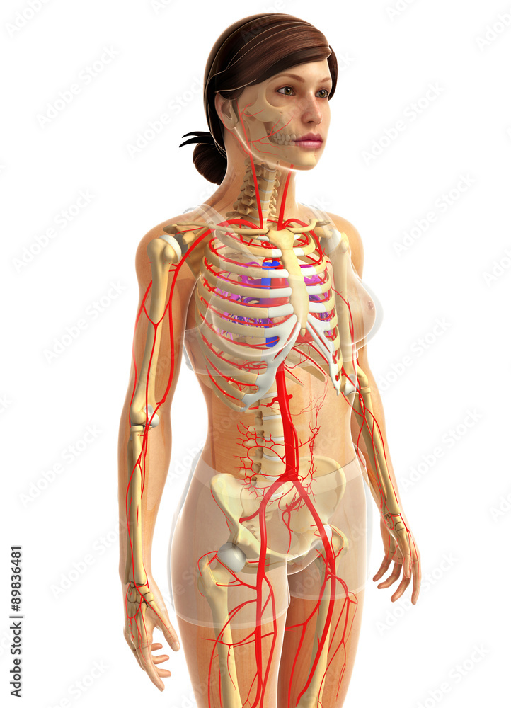 3d rendered illustration of female heart anatomy 3d rendered illustration of female heart anatomy