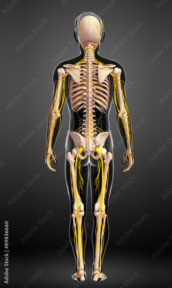 Male skeleton and nervous system artwork Male skeleton and nervous system artwork