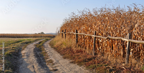 dry corn stalks