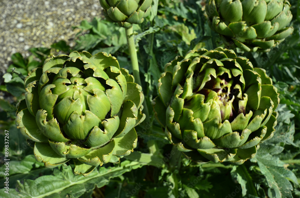 Obraz premium Botany