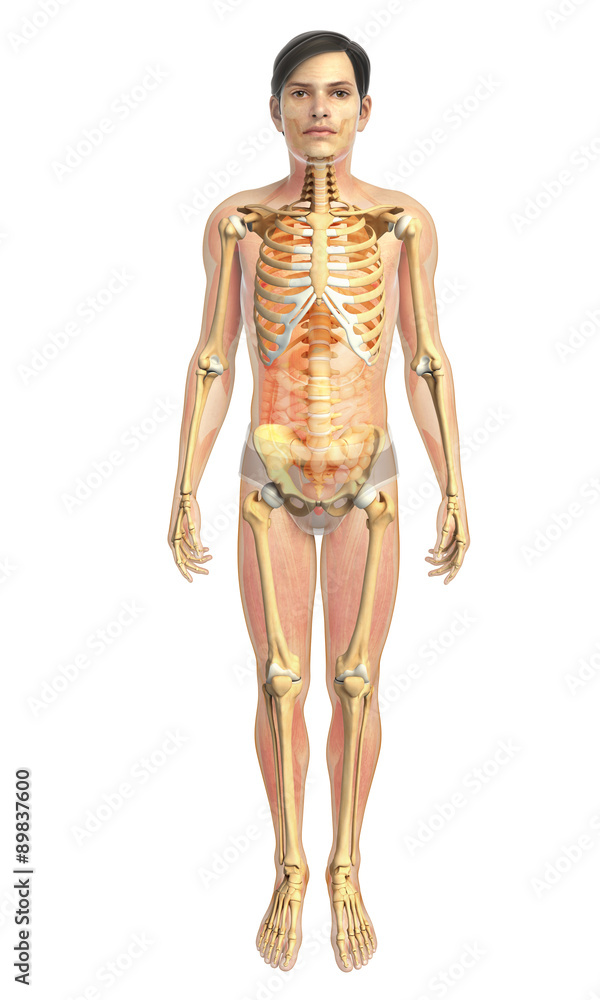 3d rendered illustration of male skeletal anatomy 3d rendered illustration of male skeletal anatomy