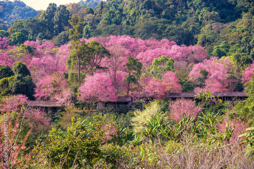 house of sakura at khun chang kian photo