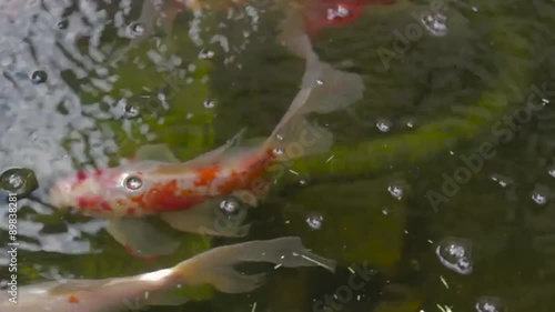 Fish in a pond