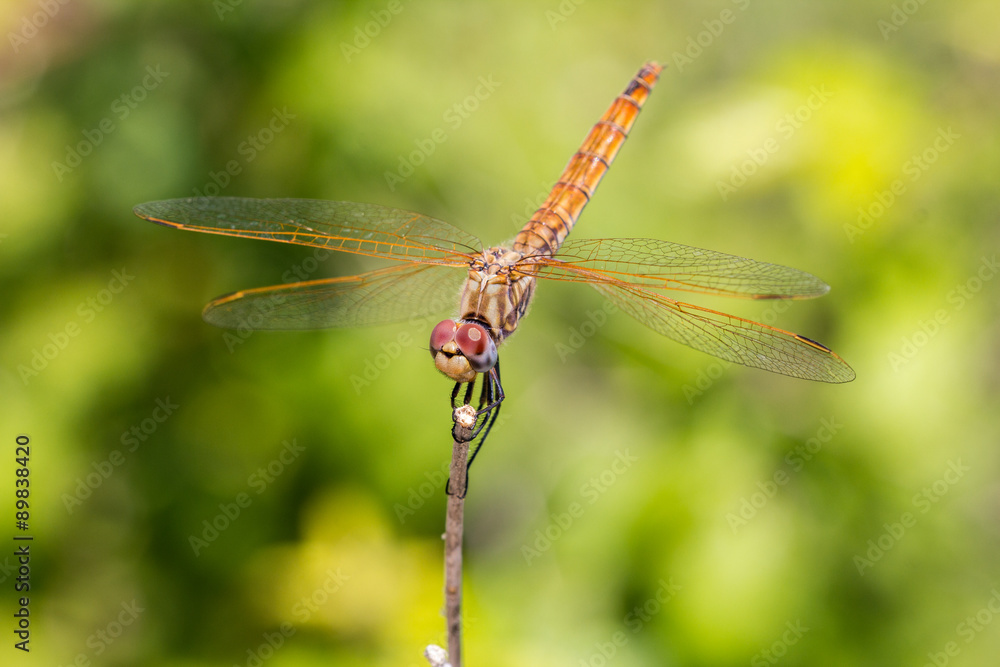 Dragonfly closeup Dragonfly closeup