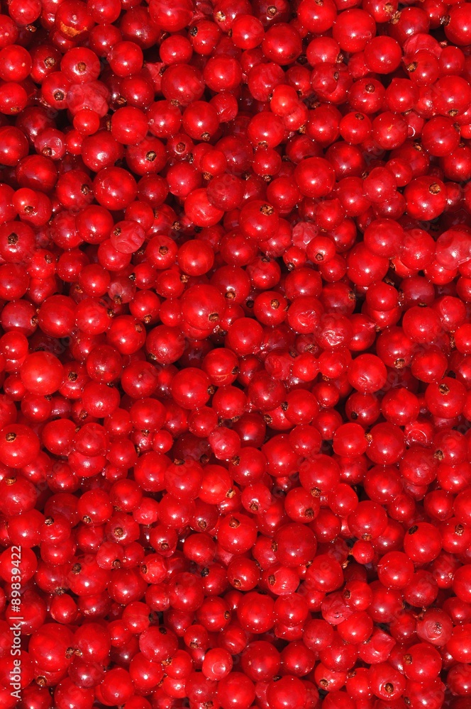 Red currant or redcurrant (Ribes rubrum) background Red currant or redcurrant (Ribes rubrum) background