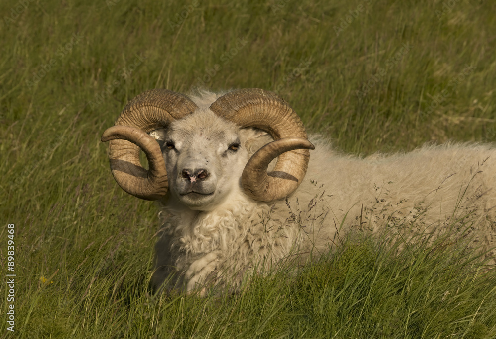 Obraz premium Icelandic lamb in meadow