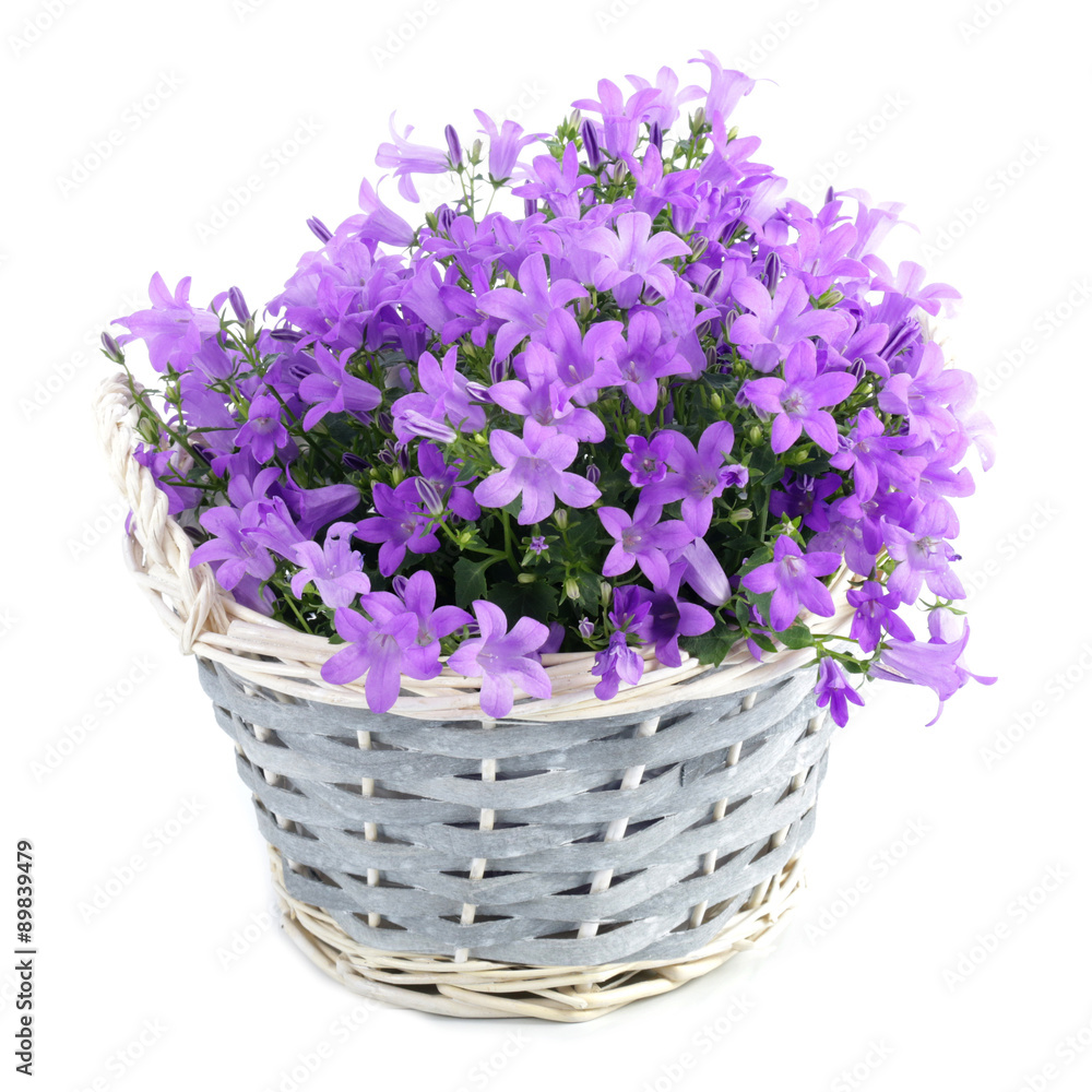 Fototapeta premium Bluebells on a white background