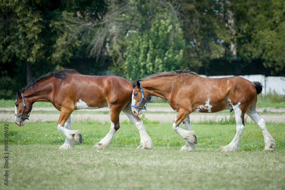 Obraz premium two clydesdales horses