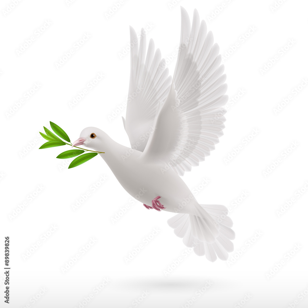 Obraz premium Fly dove