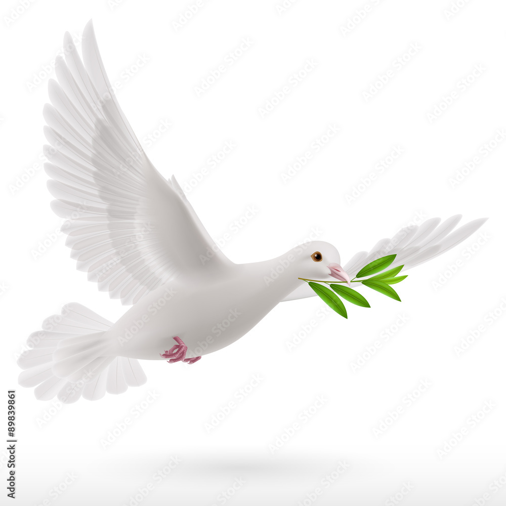 Obraz premium Fly dove