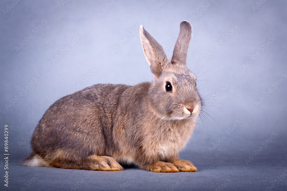 Fototapeta premium dwarf rabbit