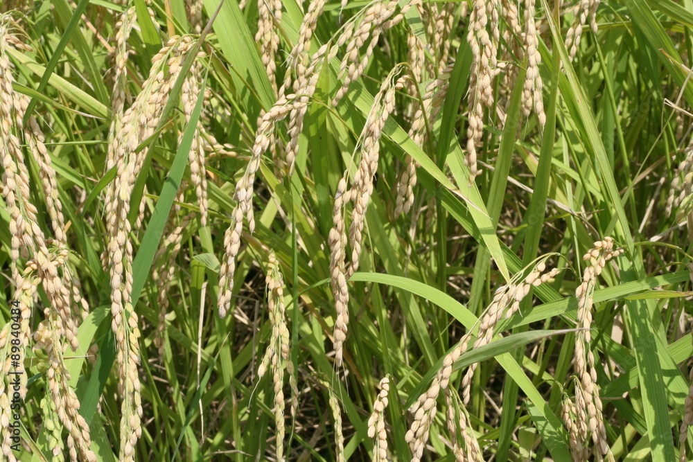 Obraz premium 秋の収穫 お米