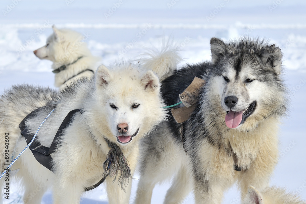 Husky sled dog portrait on the sea ice, Baffin bay, Nunavut, Canada. Husky sled dog portrait on the sea ice, Baffin bay, Nunavut, Canada.