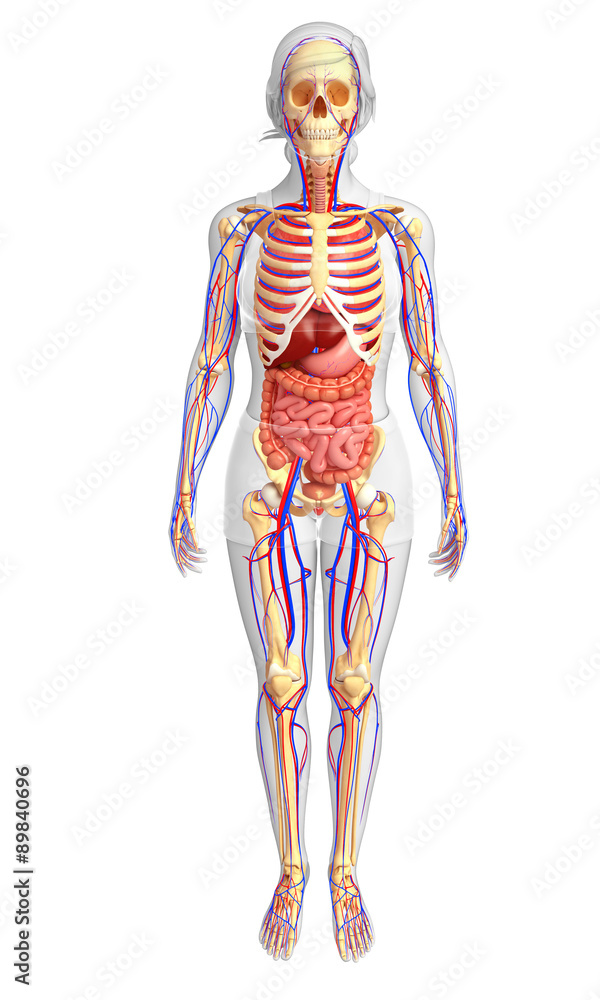 Female skeletal, digestive and circulatory system Female skeletal, digestive and circulatory system
