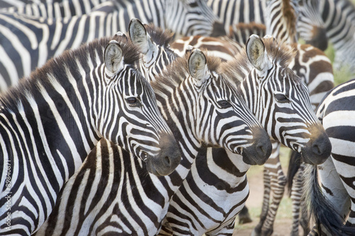 Portrait of three plains zebra (Equus burchellii) in herd, Serengeti national park, Tanzania.
