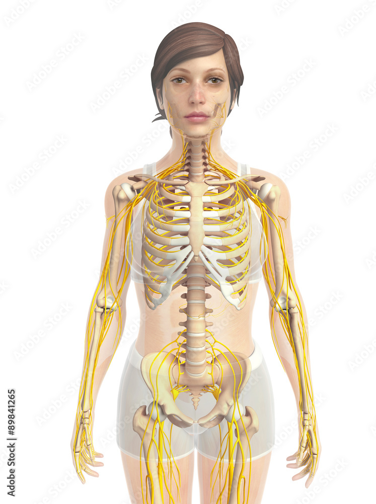 3d rendered illustration of female skeletal anatomy 3d rendered illustration of female skeletal anatomy