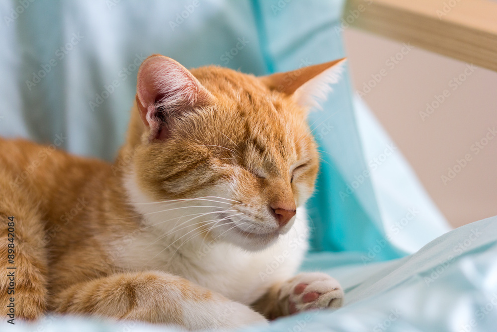 red injured cat with only one eye relaxing on a chair red injured cat with only one eye relaxing on a chair