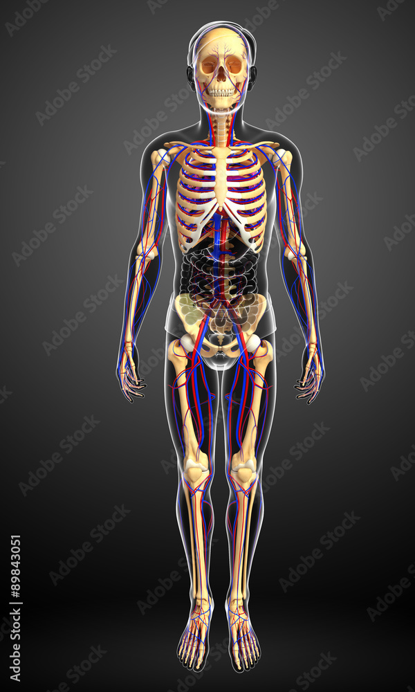 Fototapeta premium male skeletal circulatory system