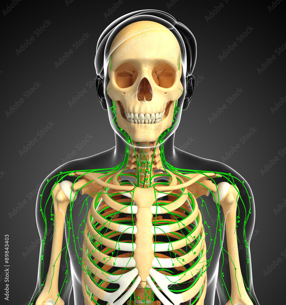 Lymphatic system of Male skeleton artwork Lymphatic system of Male skeleton artwork