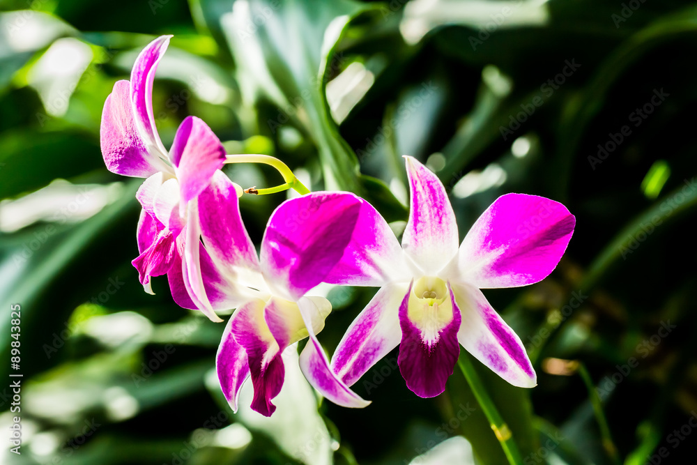Vanda orchid in the royal floral Chiangmai Thailand Vanda orchid in the royal floral Chiangmai Thailand