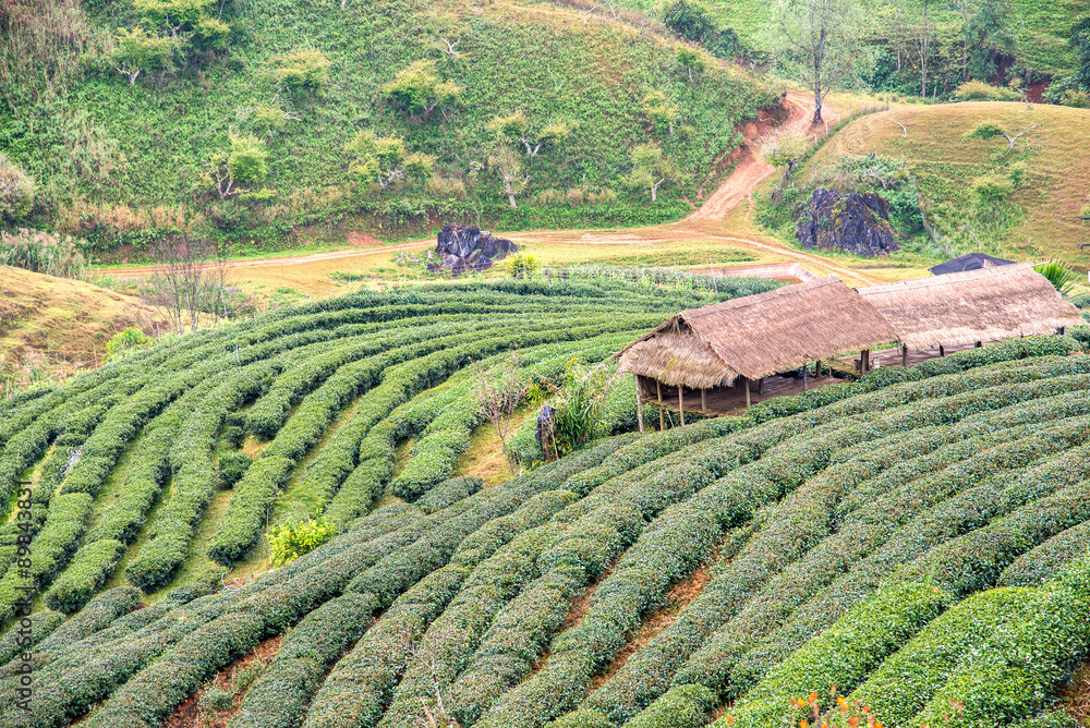tea field at doi ang kang
