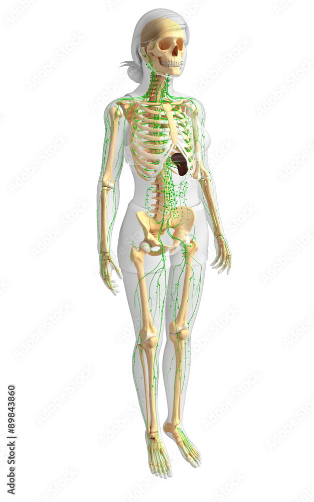 Lymphatic system of Female skeleton artwork Lymphatic system of Female skeleton artwork