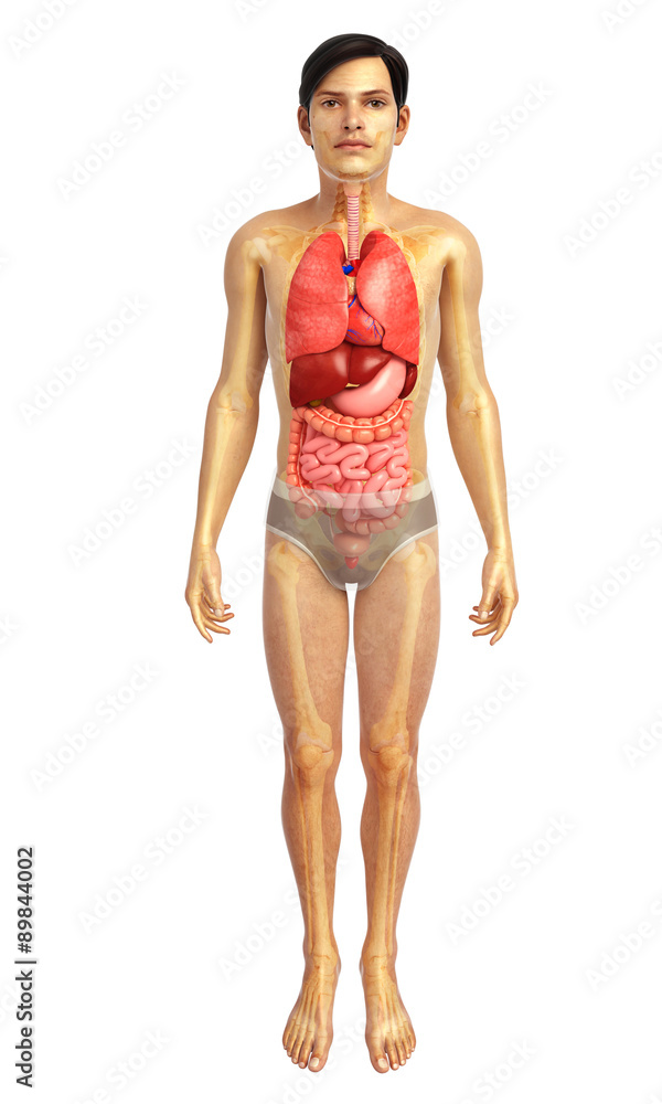 3d rendered illustration of male digestive system 3d rendered illustration of male digestive system