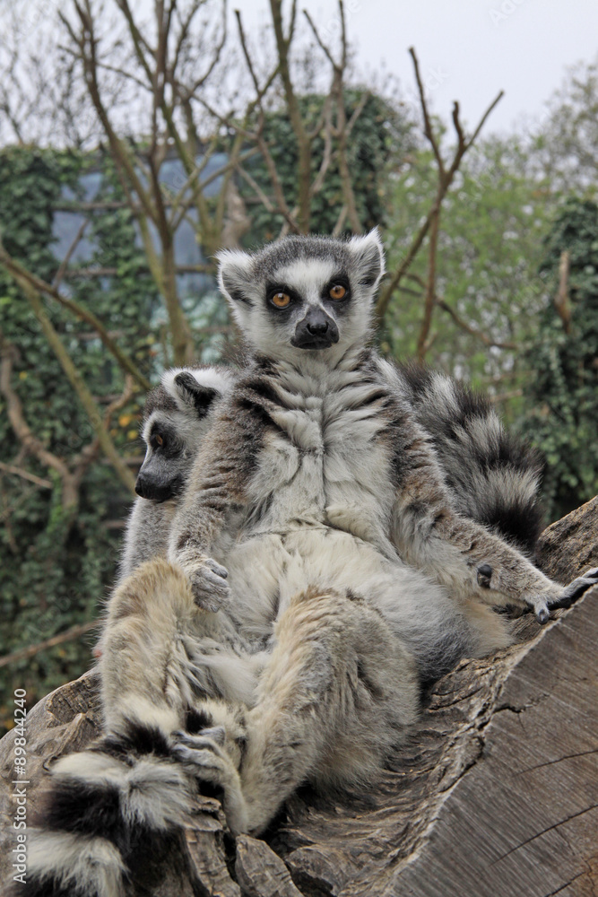 Fototapeta premium Ring-tailed lemurs sitting on a tree in a Zoo
