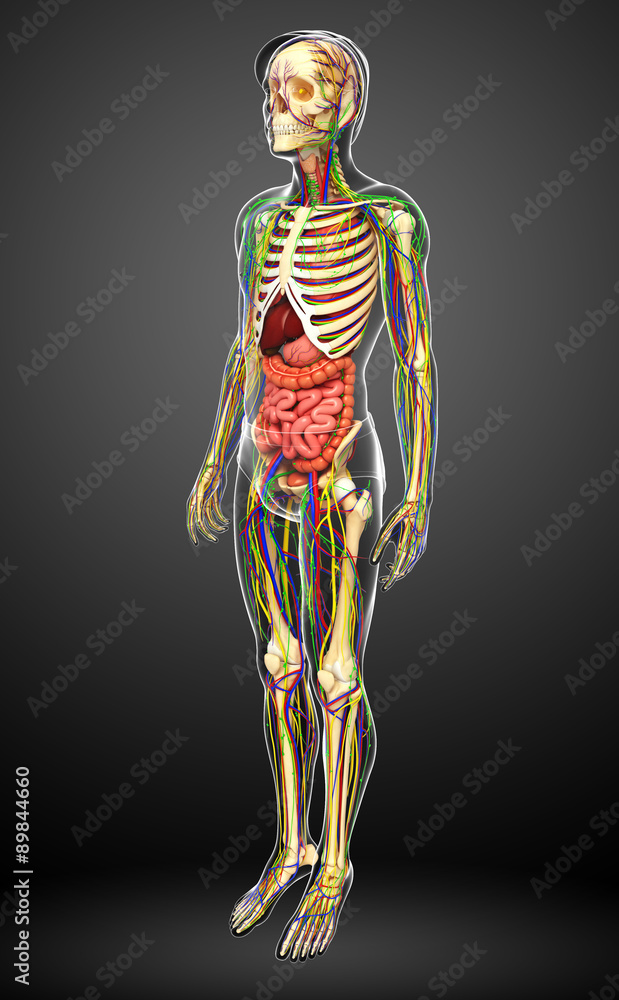 Lymphatic, skeletal, nervous and circulatory system of male anat Lymphatic, skeletal, nervous and circulatory system of male anat