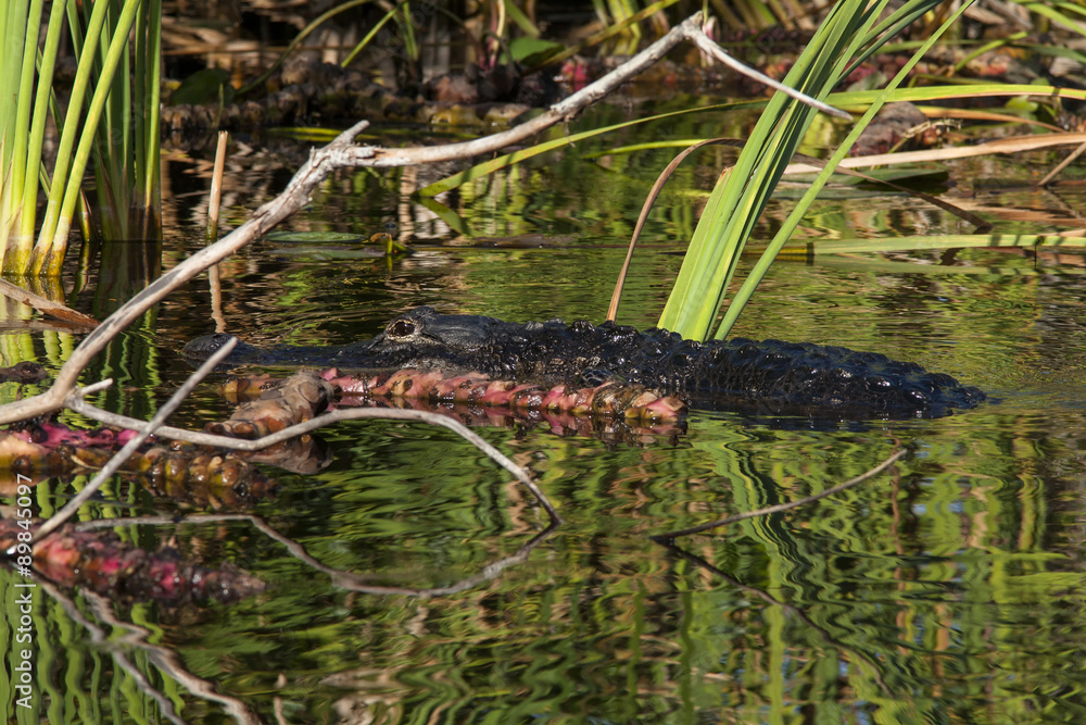 Obraz premium Alligator