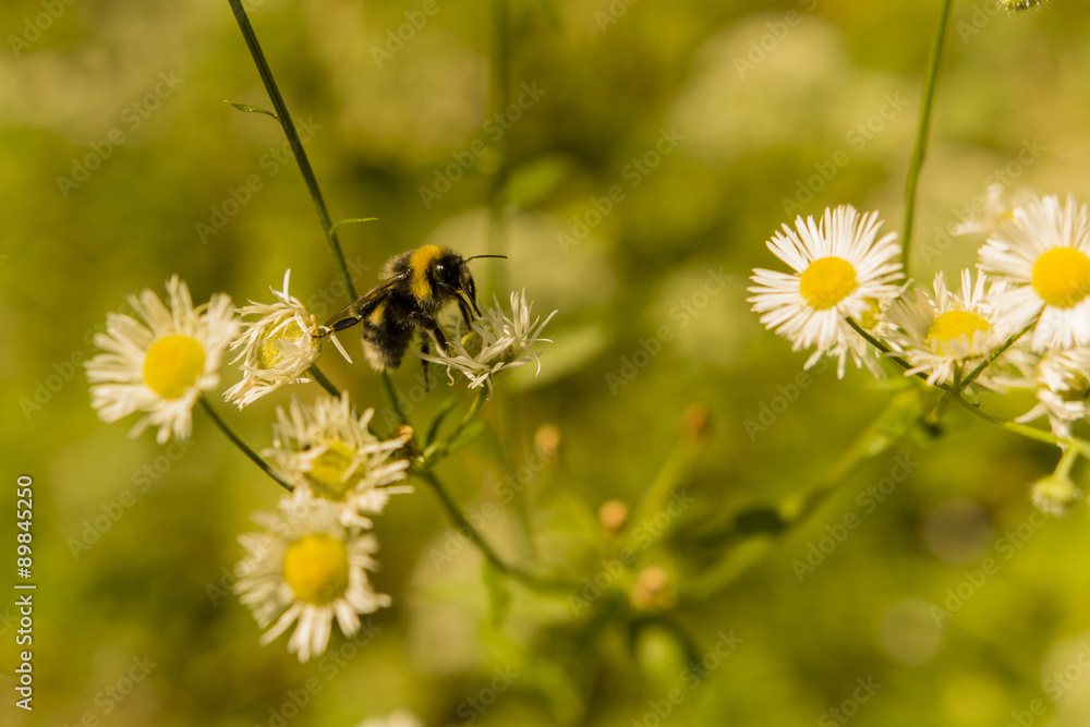 Bumblebee on the meadow flowers