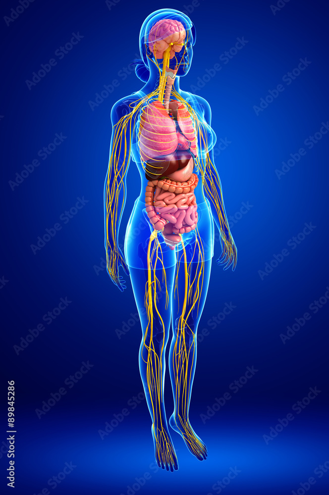 Female body of Nervous and digestive system artwork Female body of Nervous and digestive system artwork