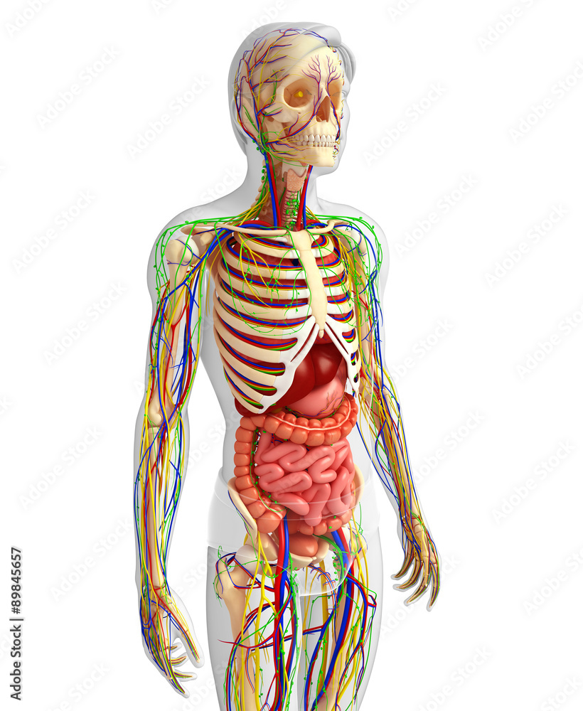 Lymphatic, skeletal, nervous and circulatory system of male anat Lymphatic, skeletal, nervous and circulatory system of male anat