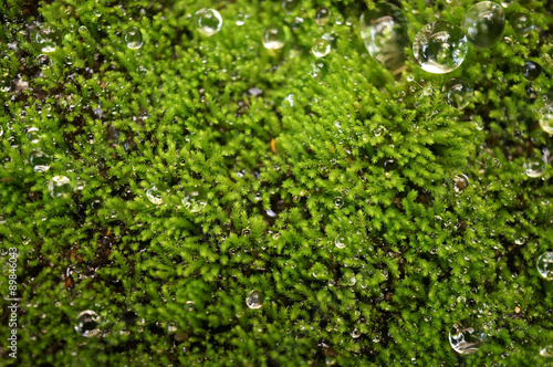 water drops on moss
 photo