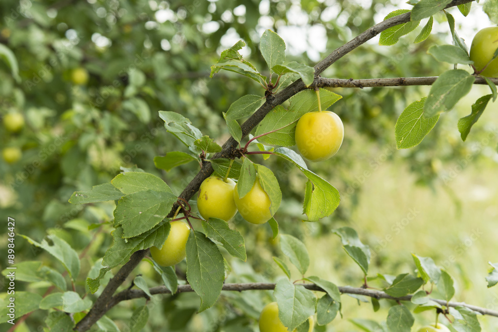 Plums yellow pinhead