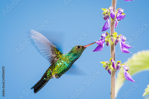 Very sharp green hummingbird, sucking a purple flower.