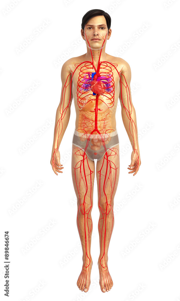 3d rendered illustration of male heart anatomy