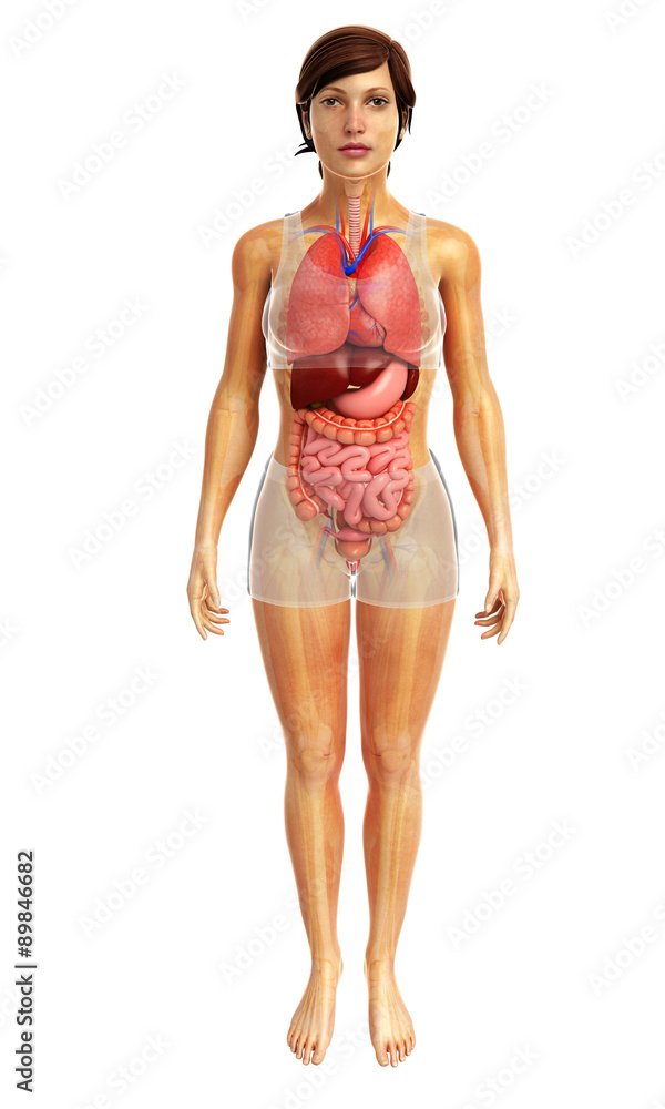 3d rendered illustration of female digestive system 3d rendered illustration of female digestive system