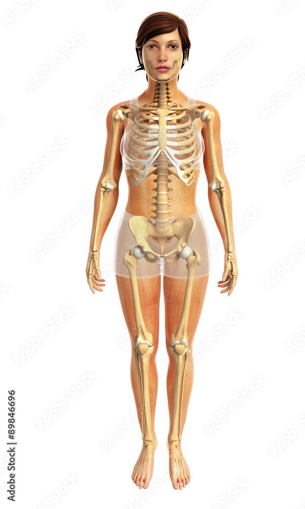 3d rendered illustration of female skeletal system 3d rendered illustration of female skeletal system