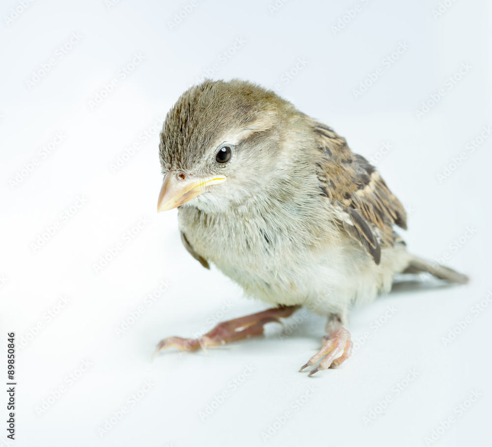 Fototapeta premium sparrow chick