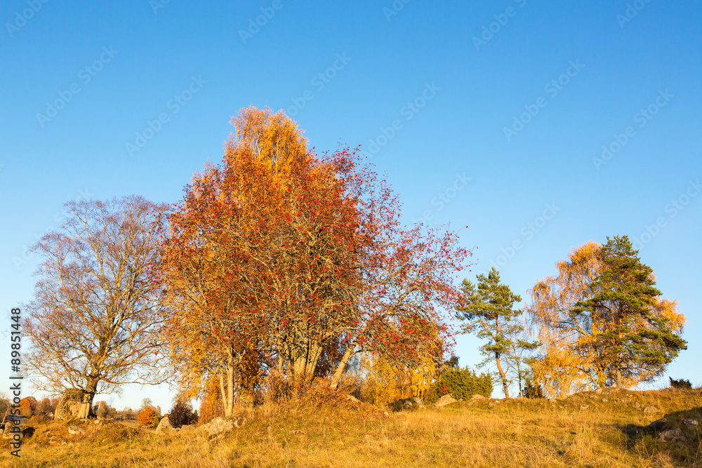 Rowan tree on a hill in fall