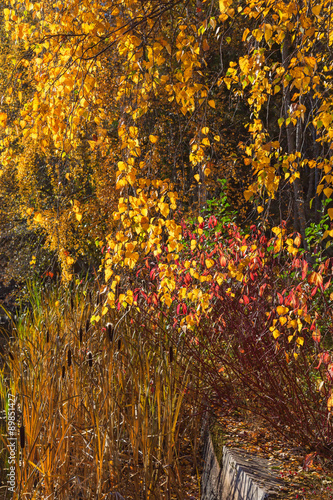 Yellow autumn leaves on tree